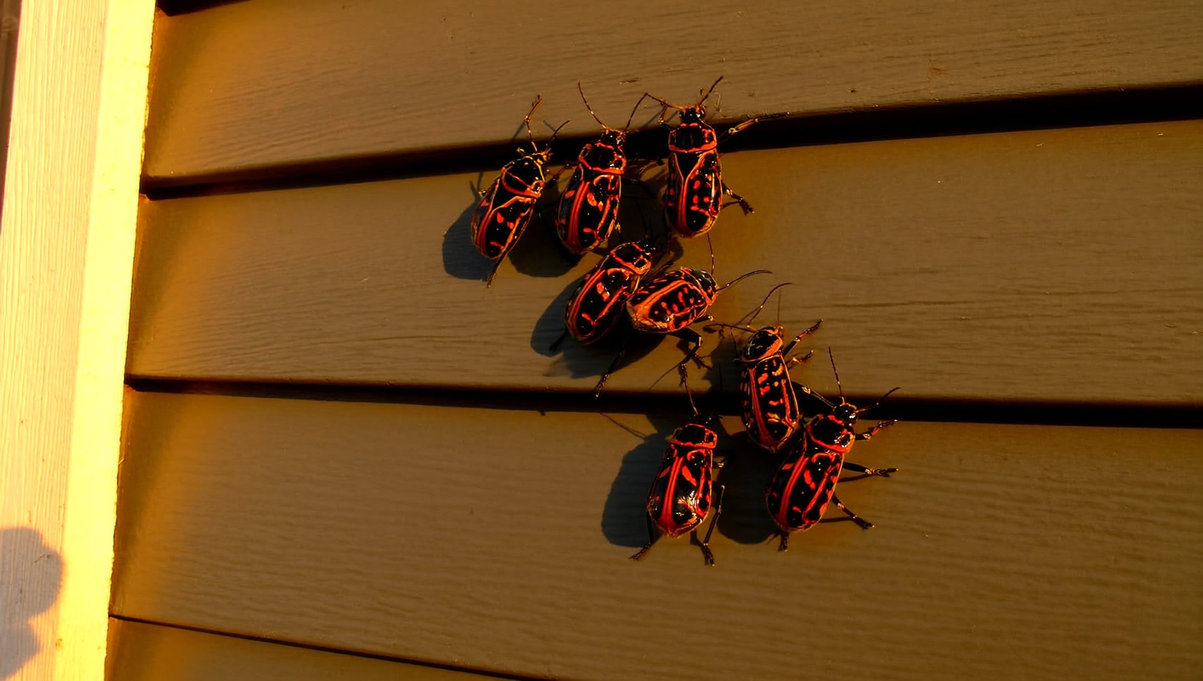 Macro photo of an adult boxelder bug (Boisea trivittata) showing the diagnostic three red-orange stripes on its black pronotum, photographed against an Idaho south-facing wall during the fall invasion season.