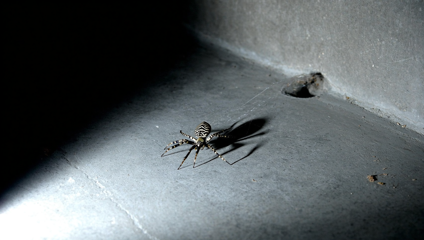Macro photo of a hobo spider — one of the spider species Boise Bug Bombers treats