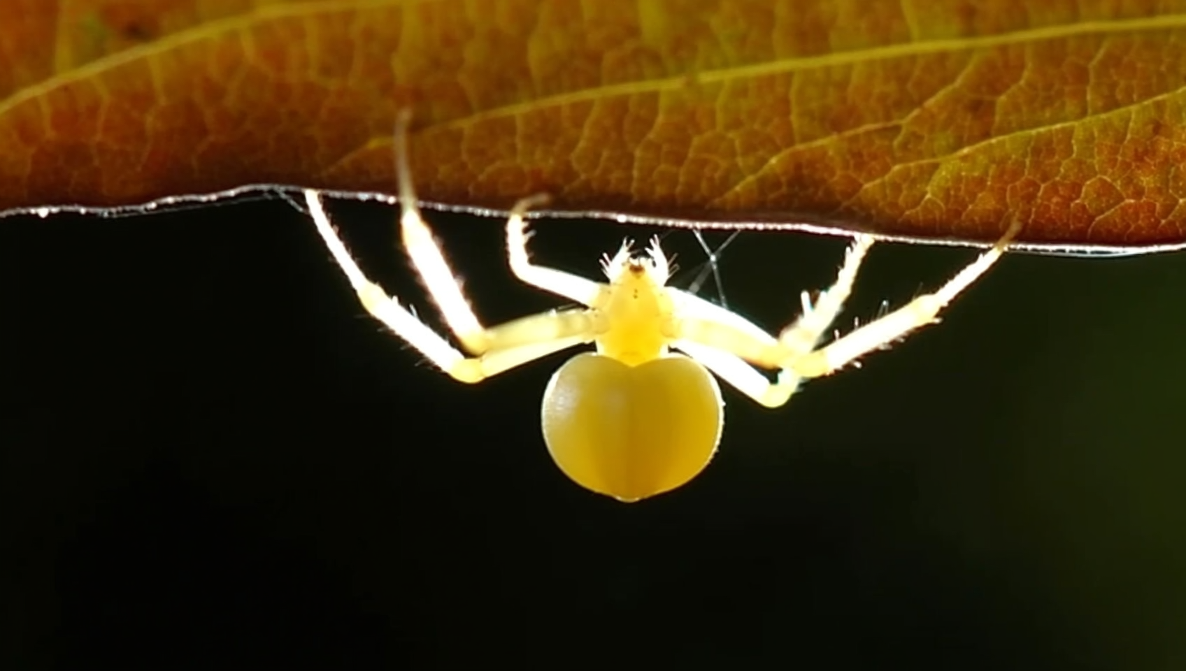 Macro photo of a yellow-sac spider — one of the spider species Boise Bug Bombers treats