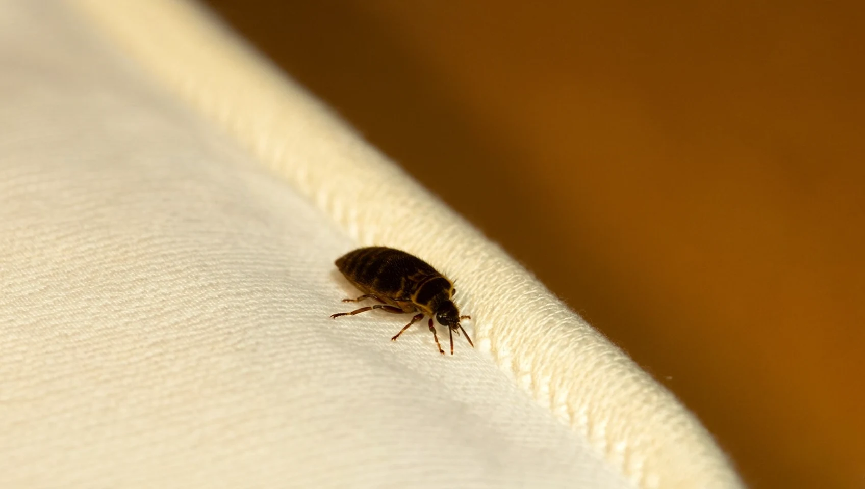 Macro photo of an adult bed bug on the white fabric piping of a mattress — the pest Boise Bug Bombers treats